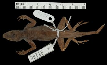 Media type: image; Herpetology R-81136